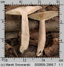 Unidentified-Lactarius