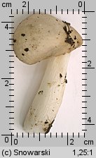 Unidentified-Russula