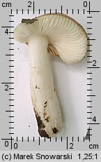 Unidentified-Russula