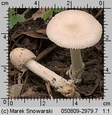 Unidentified-Agaricus-etc (niezidentyfikowane)