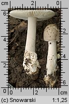 Unidentified-Agaricus-etc (niezidentyfikowane)