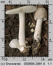 Unidentified-Agaricus-etc (niezidentyfikowane)