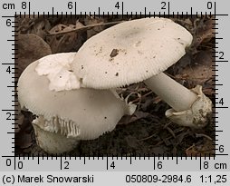 Unidentified-Agaricus-etc (niezidentyfikowane)