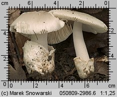 Unidentified-Agaricus-etc (niezidentyfikowane)