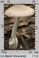 Unidentified-Agaricus-etc (niezidentyfikowane)