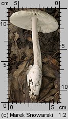 Unidentified-Agaricus-etc (niezidentyfikowane)