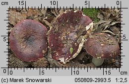 Unidentified-Russula