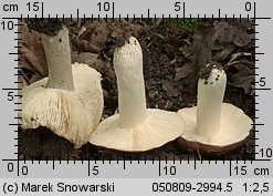 Unidentified-Russula