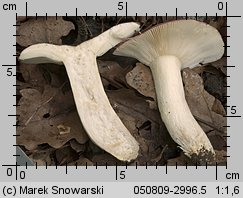 Unidentified-Russula