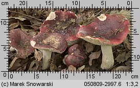 Unidentified-Russula