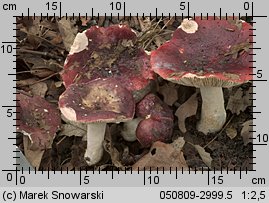 Unidentified-Russula