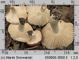 Unidentified-Russula