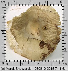 Unidentified-Russula