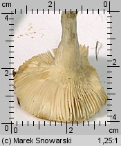 Unidentified-Russula