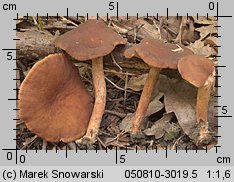 Unidentified-Lactarius