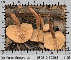 Unidentified-Lactarius