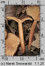 Unidentified-Lactarius