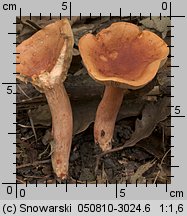 Unidentified-Lactarius