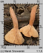 Unidentified-Lactarius