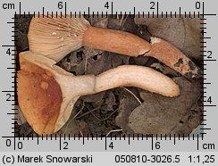 Unidentified-Lactarius