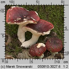 Unidentified-Russula