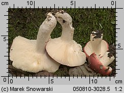 Unidentified-Russula