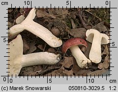 Unidentified-Russula