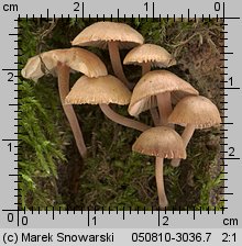 Unidentified-Mycena