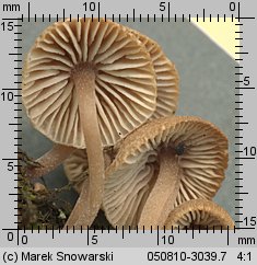 Unidentified-Mycena