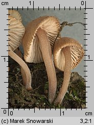 Unidentified-Mycena