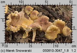 Cantharellus ferruginascens (pieprznik rdzewiejący)