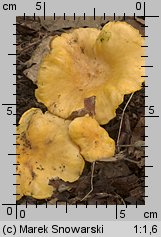 Cantharellus ferruginascens (pieprznik rdzewiejący)