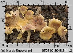 Cantharellus ferruginascens (pieprznik rdzewiejący)