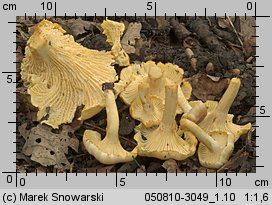 Cantharellus ferruginascens (pieprznik rdzewiejący)