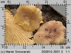 Cantharellus ferruginascens (pieprznik rdzewiejący)