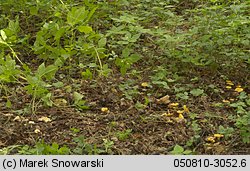 Cantharellus ferruginascens (pieprznik rdzewiejący)