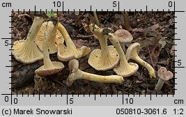 Cantharellus ferruginascens (pieprznik rdzewiejący)