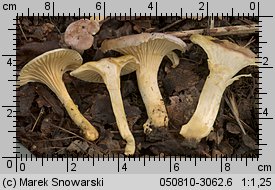 Cantharellus ferruginascens (pieprznik rdzewiejący)