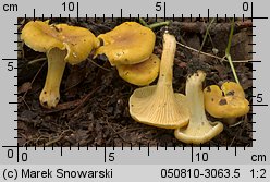 Cantharellus ferruginascens (pieprznik rdzewiejący)