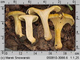 Cantharellus ferruginascens (pieprznik rdzewiejący)