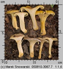 Cantharellus ferruginascens (pieprznik rdzewiejący)