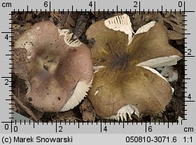 Unidentified-Russula