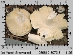 Unidentified-Russula