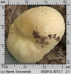 Unidentified-Russula