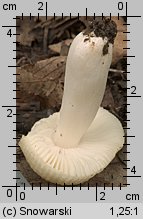 Unidentified-Russula