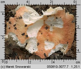 Unidentified-Russula