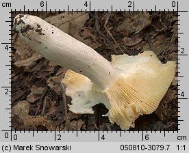 Unidentified-Russula