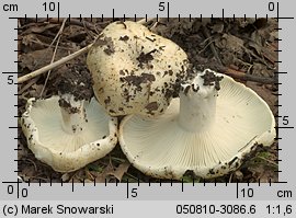 Unidentified-Russula