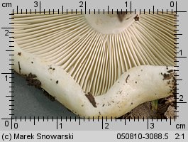 Unidentified-Russula