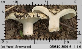 Unidentified-Russula